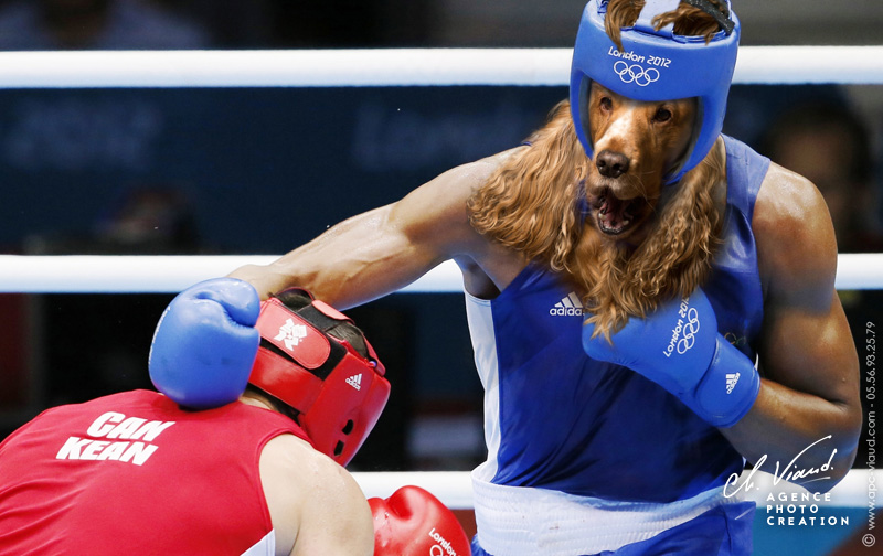 Portrait de chien façon boxer pour le Jeux Olympiques
